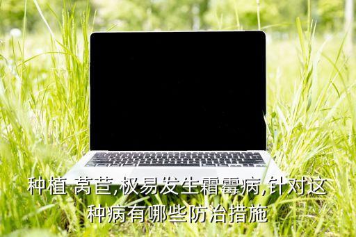 種植 萵苣,極易發(fā)生霜霉病,針對這種病有哪些防治措施