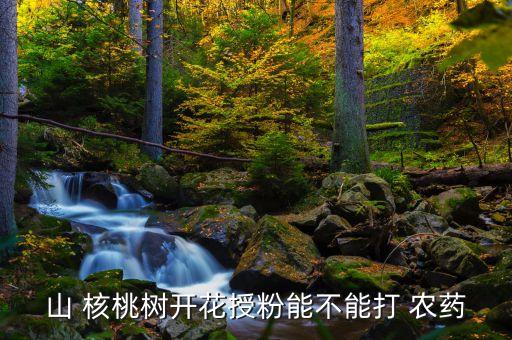 核桃樹什么時候可以打農藥