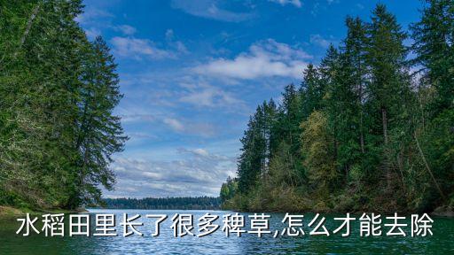 水稻田里長了很多稗草,怎么才能去除