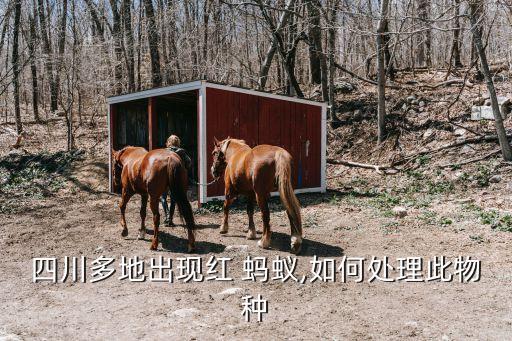 紅螞蟻用什么農(nóng)藥,被紅螞蟻咬了會出現(xiàn)什么癥狀