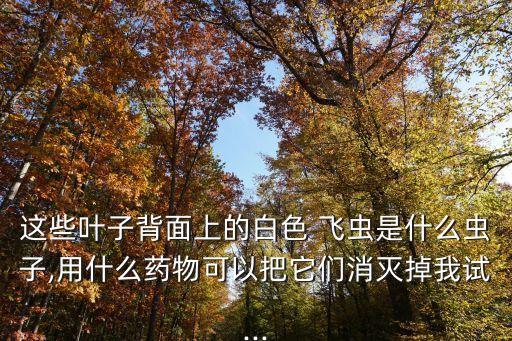 什么農(nóng)藥能殺死小白飛蟲,大樹用什么農(nóng)藥可快速殺死