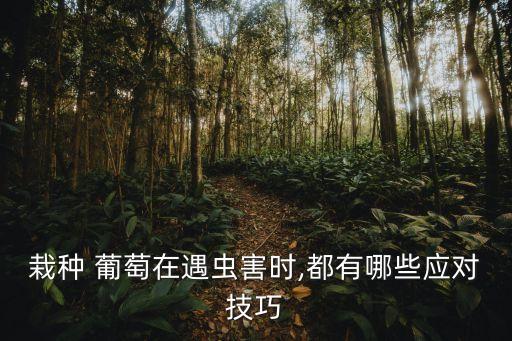 栽種 葡萄在遇蟲害時(shí),都有哪些應(yīng)對(duì)技巧