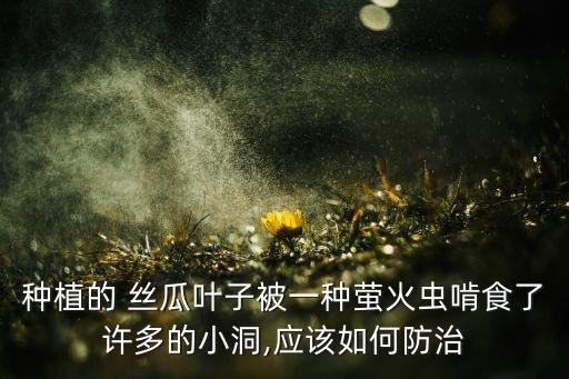 絲瓜葉長蟲用什么農藥,絲瓜打什么農藥最好