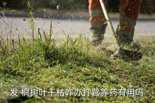 什么農藥能殺桐樹,什么藥可以殺桐樹