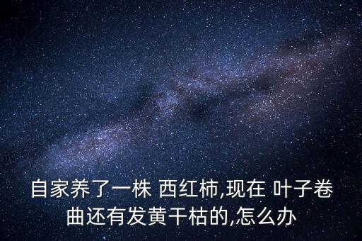 自家養(yǎng)了一株 西紅柿,現(xiàn)在 葉子卷曲還有發(fā)黃干枯的,怎么辦