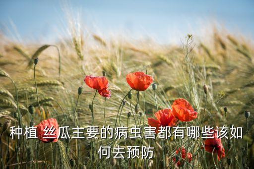 種植 絲瓜主要的病蟲害都有哪些該如何去預防