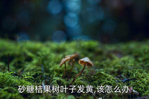 沙糖桔什么時候噴著色農藥