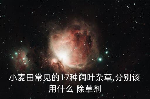 小麥田常見的17種闊葉雜草,分別該用什么 除草劑