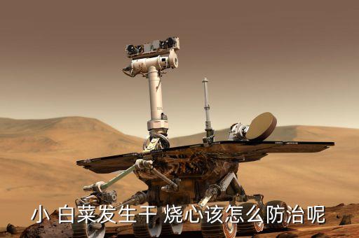 小 白菜發生干 燒心該怎么防治呢