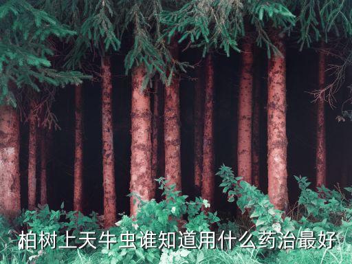 柏樹上天牛蟲誰知道用什么藥治最好