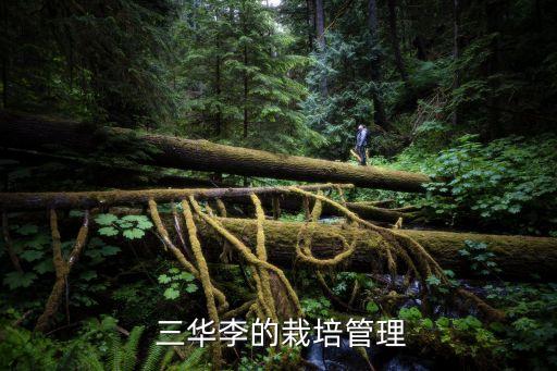  三華李的栽培管理