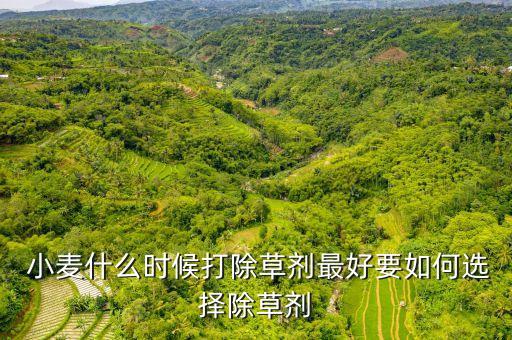  小麥什么時候打除草劑最好要如何選擇除草劑
