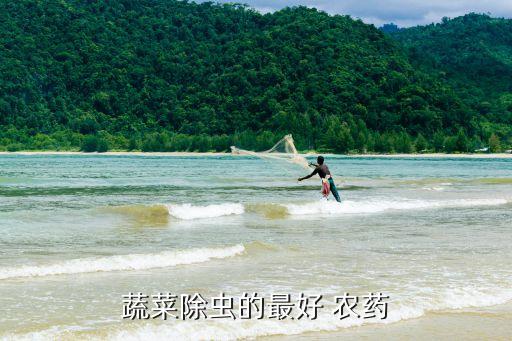 夏天青菜種類,夏天種青菜打什么農藥