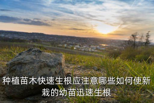 插果樹苗什么農藥發根快速