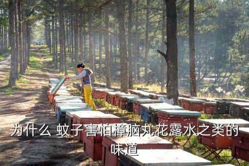 蚊子怕什么農藥,蚊子最怕什么氣味