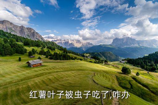 紅薯葉用什么農(nóng)藥好使,什么樣的紅薯沒(méi)農(nóng)藥