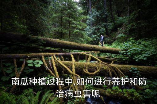 南瓜需要噴什么農藥嗎圖片