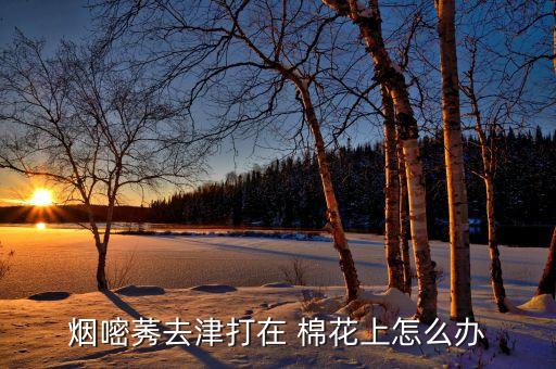 棉花用什么農藥除草好呢,棉花后期打什么農藥