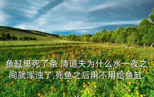 魚缸里死了條 清道夫為什么水一夜之間就渾濁了,死魚之后用不用給魚缸...