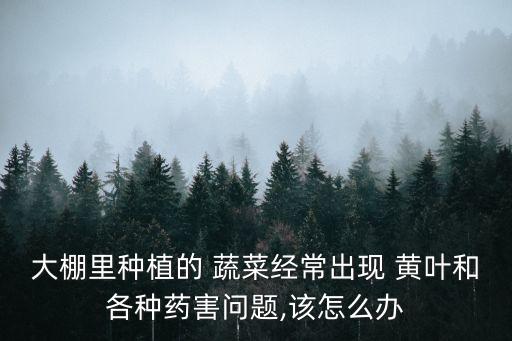 大棚里種植的 蔬菜經(jīng)常出現(xiàn) 黃葉和各種藥害問(wèn)題,該怎么辦