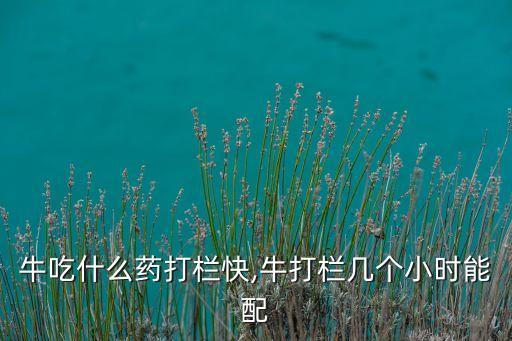 牛吃什么藥打欄快,牛打欄幾個小時能配