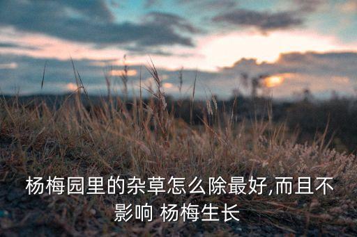 楊梅園里的雜草怎么除最好,而且不影響 楊梅生長