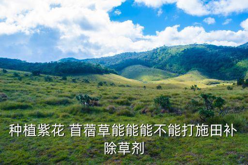 種植紫花 苜蓿草能能能不能打施田補(bǔ)除草劑