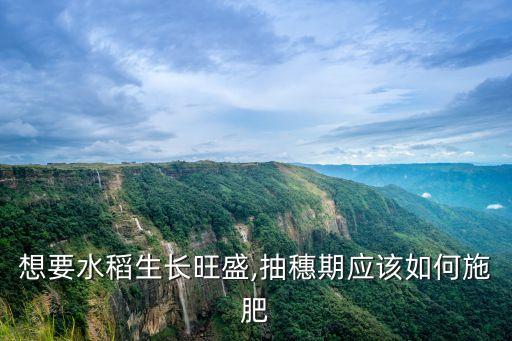 想要水稻生長(zhǎng)旺盛,抽穗期應(yīng)該如何施肥