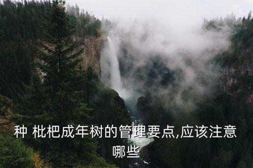 ,枇杷樹什么時候打農(nóng)藥