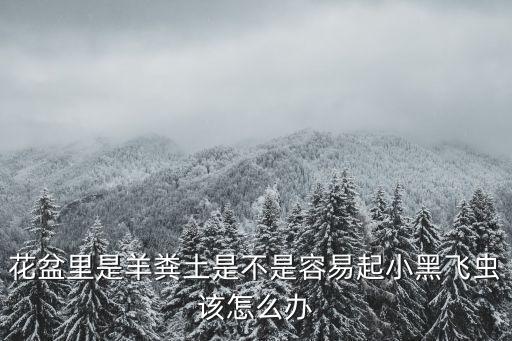 花盆里是羊糞土是不是容易起小黑飛蟲該怎么辦