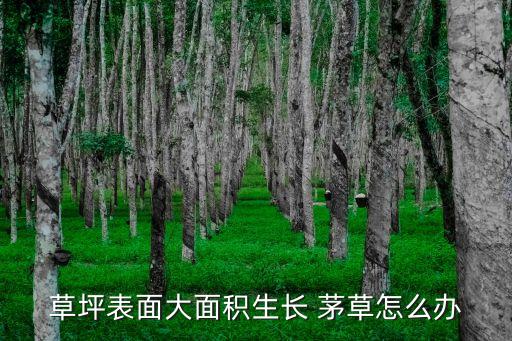 草坪表面大面積生長(zhǎng) 茅草怎么辦