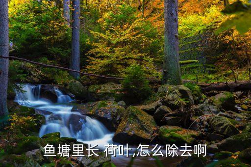 魚塘里長 荷葉,怎么除去啊