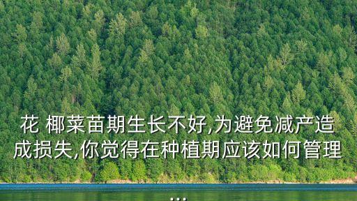 花 椰菜苗期生長(zhǎng)不好,為避免減產(chǎn)造成損失,你覺得在種植期應(yīng)該如何管理...
