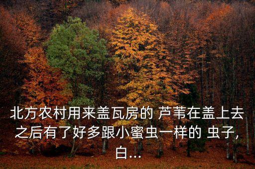 蘆葦用什么農藥殺死蟲子,蘆葦桿上的蟲子叫什么