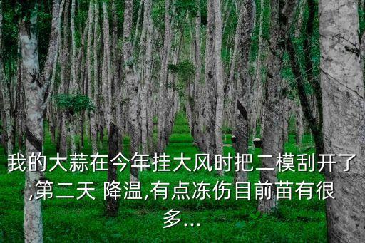 我的大蒜在今年掛大風時把二模刮開了,第二天 降溫,有點凍傷目前苗有很多...