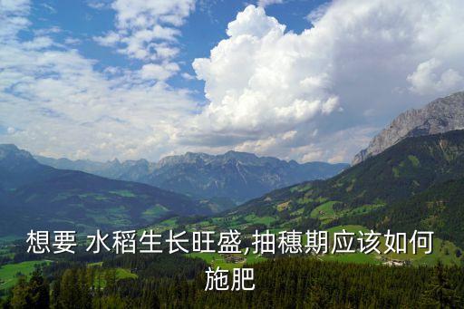 水稻分蘗噴什么農藥好,什么是水稻的有效分蘗