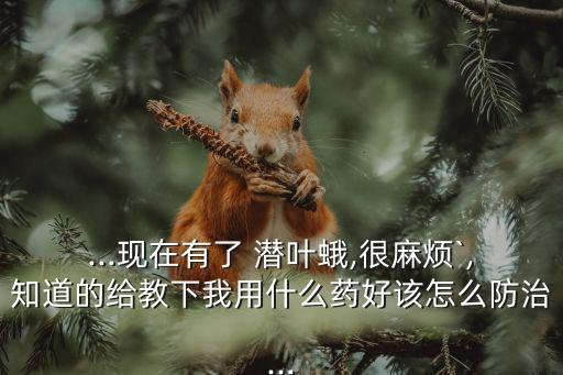 什么農藥殺死潛葉蛾子最好