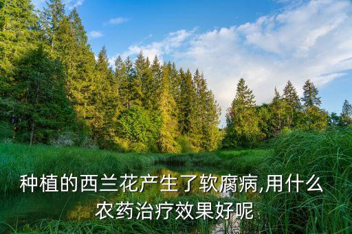 種植的西蘭花產生了軟腐病,用什么 農藥治療效果好呢
