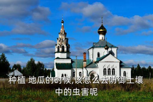 種植 地瓜的時候,該怎么去防御土壤中的蟲害呢