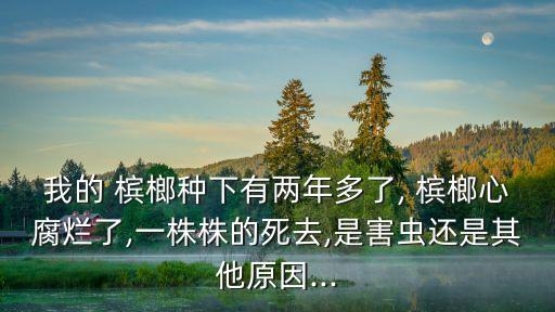 檳榔用什么農(nóng)藥殺蟲,什么農(nóng)藥殺蟲效果好期又長