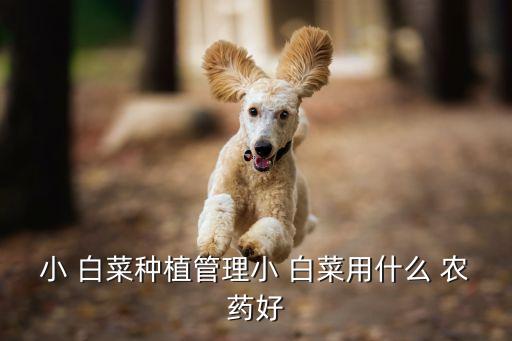 種白菜打什么農(nóng)藥,白菜打什么農(nóng)藥山兔子不吃了