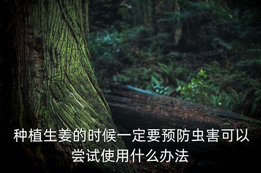  種植生姜的時候一定要預防蟲害可以嘗試使用什么辦法