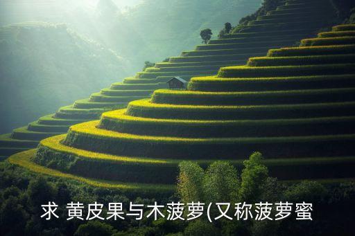 黃皮果打什么農(nóng)藥早熟的,黃皮樹(shù)打什么農(nóng)藥