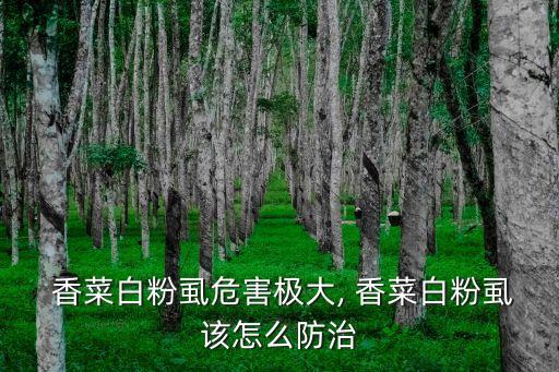 春天香菜打什么農藥防蟲,種植香菜用什么農藥