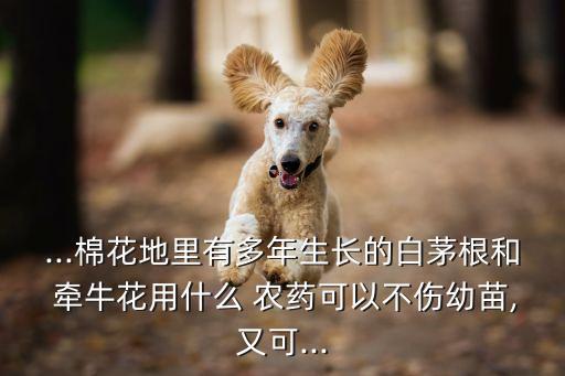 牽牛用什么農藥除草劑,除草劑和農藥有什么區別