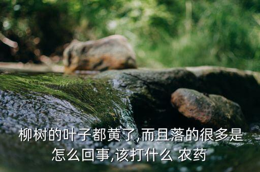  柳樹的葉子都黃了,而且落的很多是怎么回事,該打什么 農藥