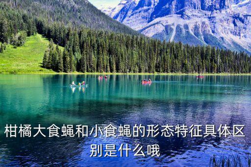 柑橘大食蠅和小食蠅的形態特征具體區別是什么哦