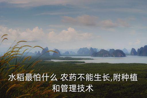 水稻最怕什么 農藥不能生長,附種植和管理技術