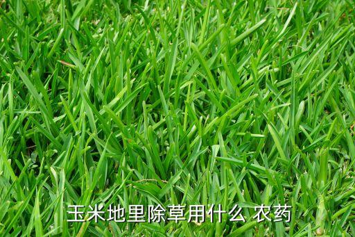 玉米出谷噴什么農藥,用醋噴玉米有什么好處