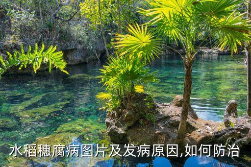 殺稻蝽用什么農藥,什么農藥殺老鼠效果最好